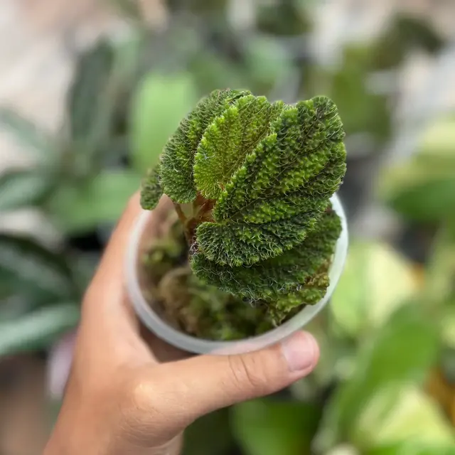 Begonia Green Velvet dari Papua dengan daun bertekstur beludru